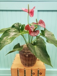Hearts Anthurium From Rogue River Florist, Grant's Pass Flower Delivery